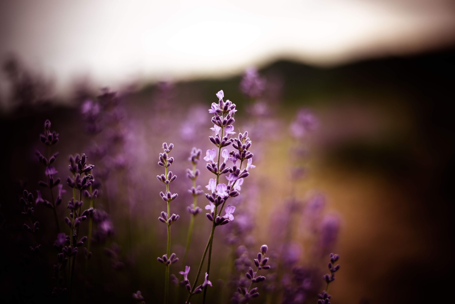 bia-vilt-PatZnNB3Cpo-unsplash